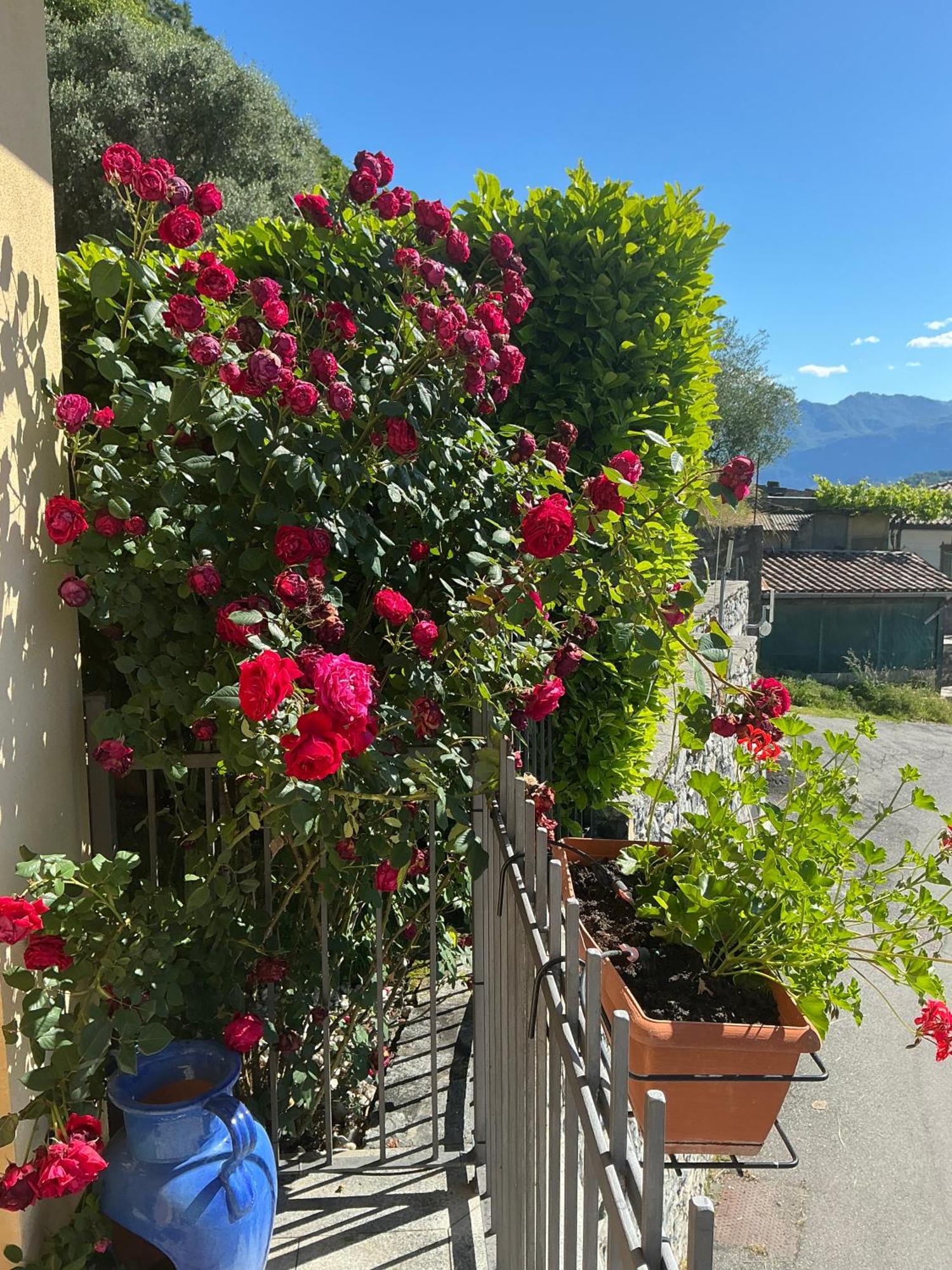 Colonno Panoramica Lago Di Como エクステリア 写真